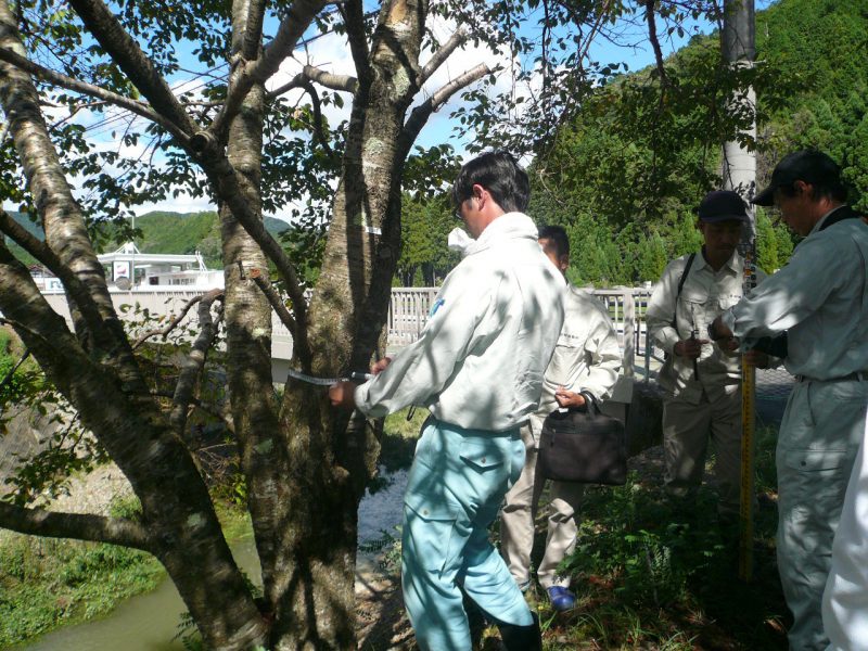 調査１　幹周の測定