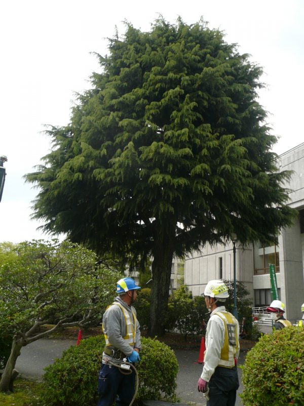 180407_01himarayasugi