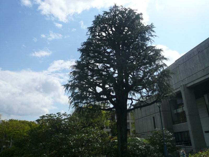 180407_04himarayasugi