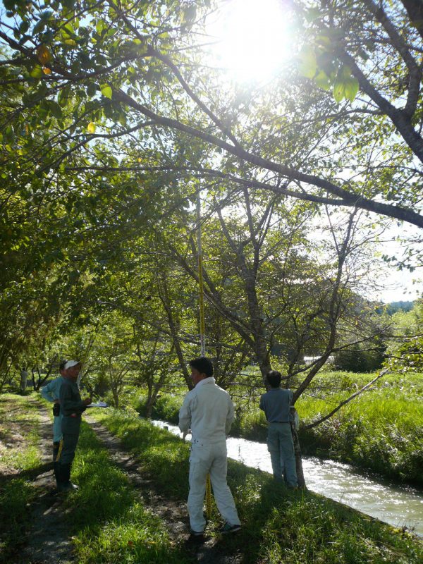 調査３　樹高の測定